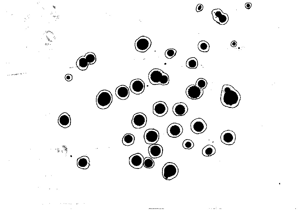 simple ink drawing of cells.