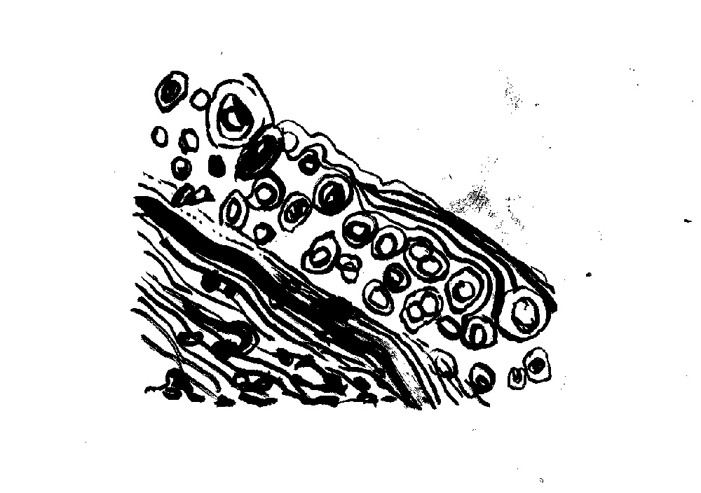 ink drawing of layers of cells.